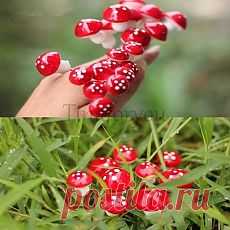 Сортовые саженцы