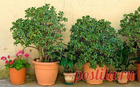 Как ухаживать за денежным деревом