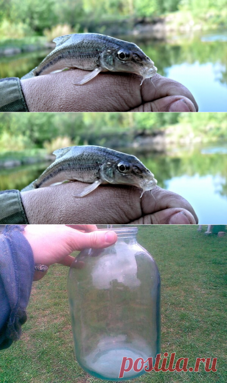 Ловля пескаря НА БАНКУ