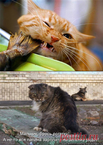 Кошачий вальс