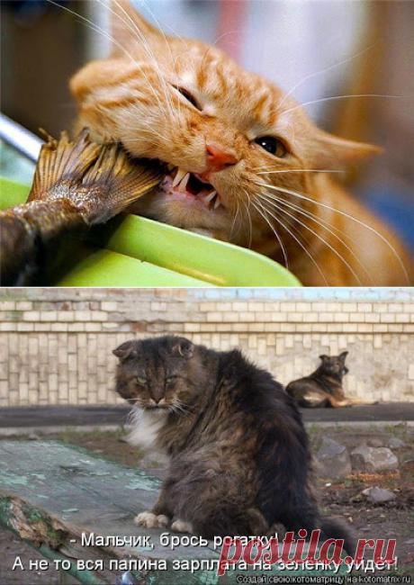 Кошачий вальс