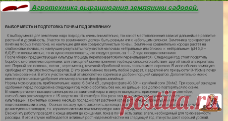 Ягодное раздолье | Агротехника выращивания земляники