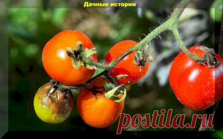 Что нужно знать о фитофторе, чтобы не потерять урожай? Фитофтора: научный подход | Дачные истории | Яндекс Дзен
