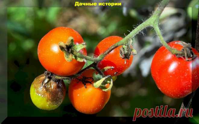 Что нужно знать о фитофторе, чтобы не потерять урожай? Фитофтора: научный подход | Дачные истории | Яндекс Дзен