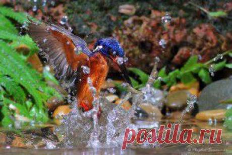 Поразительные кадры рыбалки голубого зимородка