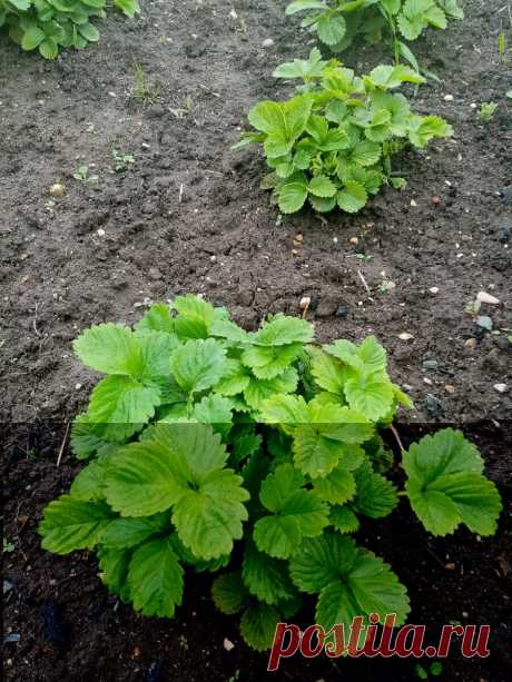 Подготовим грядку и посадим рассаду клубники | Ленок | Яндекс Дзен