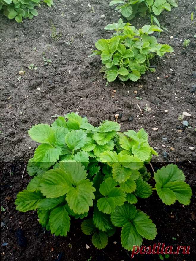 Подготовим грядку и посадим рассаду клубники | Ленок | Яндекс Дзен