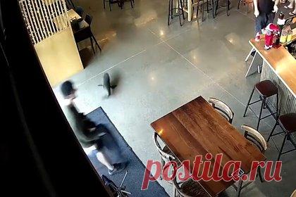 Морской котик вызвал переполох в баре и попал на видео