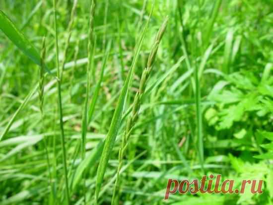 Трава пырей, лечебные свойства листьев и корней