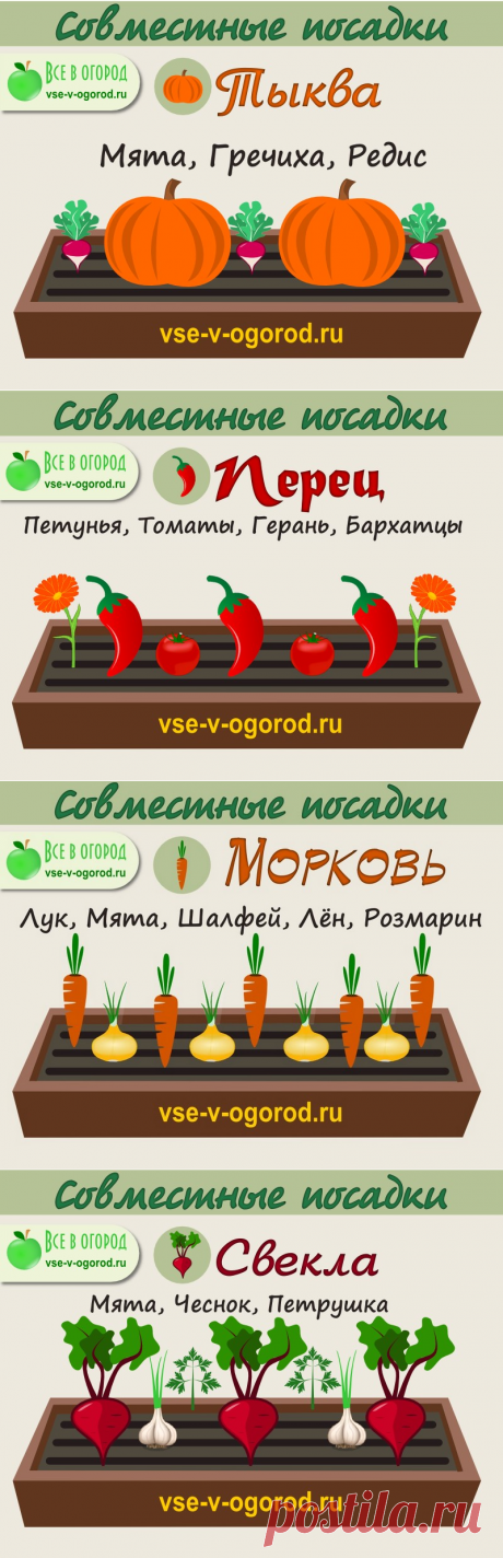 Взаимовыгодное соседство овощей