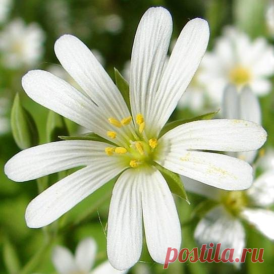 Трава мокрица — польза и ценность