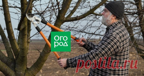 Школа садовода: все виды обрезки деревьев Провести обрезку плодовых деревьев еще нужно уметь. Знаете ли вы, что в зависимости от конечной цели эту процедуру осуществляют по-разному и в определенный период года? Методы и инструменты, которые для этого применяют, также разнятся.