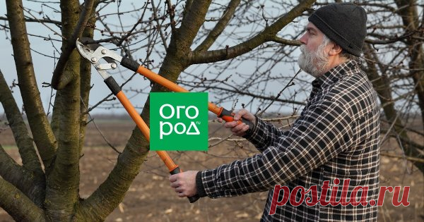 Школа садовода: все виды обрезки деревьев Провести обрезку плодовых деревьев еще нужно уметь. Знаете ли вы, что в зависимости от конечной цели эту процедуру осуществляют по-разному и в определенный период года? Методы и инструменты, которые для этого применяют, также разнятся.