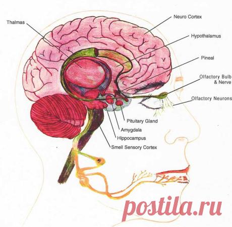 Техника Шапиро: уникальный метод решения психологических проблем