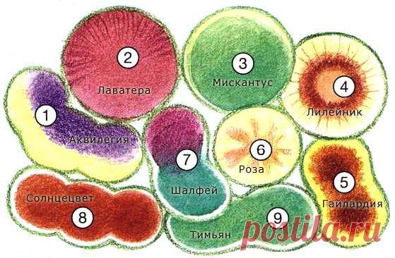 Клумбы из многолетних цветов. | Самоцветик