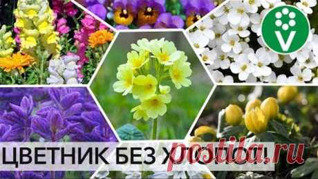 ПОСЕЙТЕ РАЗ И НА ВСЮ ЖИЗНЬ! Лучшие цветы, которые размножаются сами!