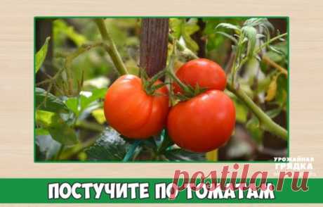 Постучите по томатам
Помидоры - одна из моих любимых культур. Выращиваю уже два десятка лет в теплице одни и те же зарекомендовавшие себя сорта - «Титан» и «Перемога». Что советую садоводам в эти дни? В теплице первый ярус с помидорами уже есть. Так вот обязательно оборвите лист на томатах до этого первого яруса, чтобы он не забирал питание у плодов. Срывать лист нужно как только появятся маленькие помидорки - с вишенку, раньше этого делать не нужно: иначе будут плохо завязываться завязи.
В эт