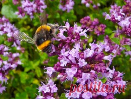 Какой сад без душицы? 13 веских причин посадить орегано на своем участке | Полезно (Огород.ru)