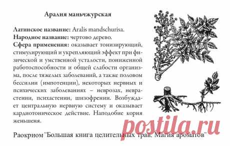 Аралия маньчжурская