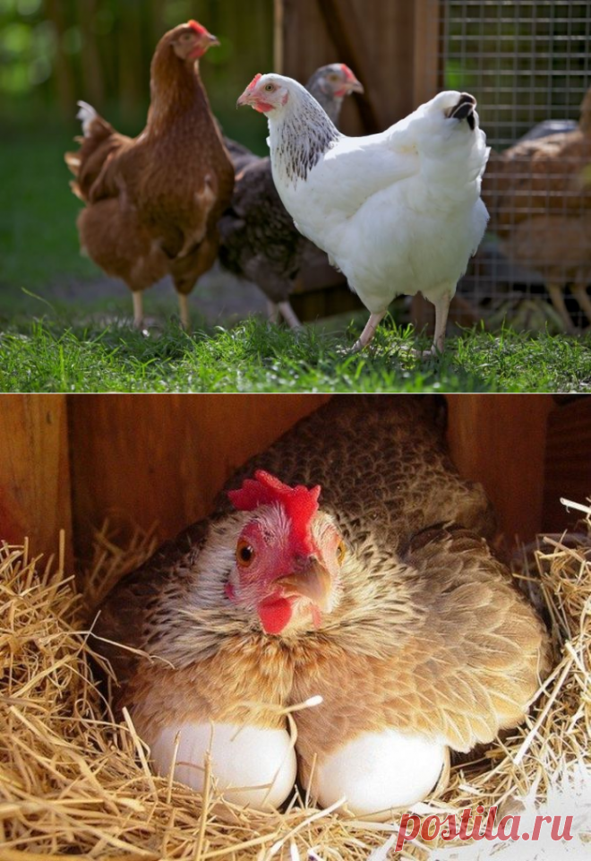 Почему куры-несушки не несутся: что делать, когда начинают нестись молодки, яйценоскость осенью, яйца в день, видео, фото