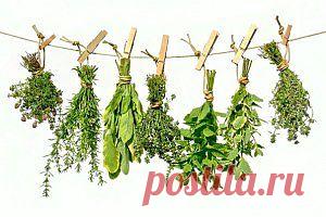 Считалка - напоминалка народного лечения |