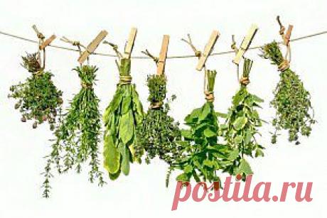 Считалка - напоминалка народного лечения |