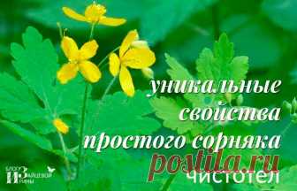 Чистотел. Свойства. Применение. Лечение. Противопоказания Сегодня, дорогие читатели, я хочу поговорить о чистотеле, с которым, я думаю, многие из вас знакомы, особенно те, у кого есть загородные участки. Трава чистотел растет повсеместно как сорняк, который мы, конечно же, уничтожаем, однако этот сорняк обладает поистине уникальными лечебными свойствами,...