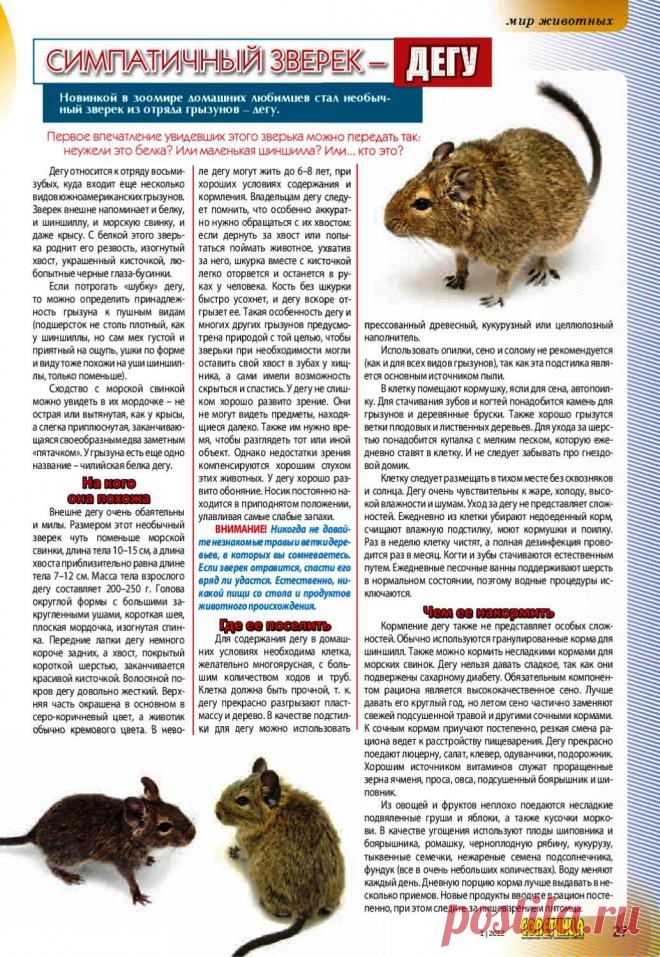 Дегу - симпатичный зверек