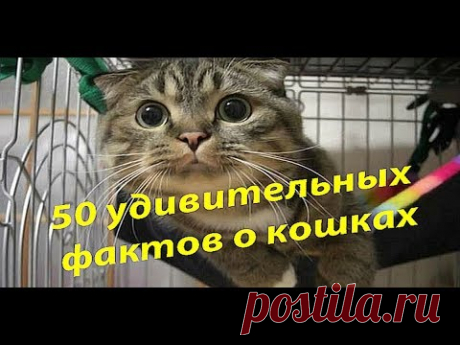 50 удивительных фактах о кошках 😼😼😼 50 удивительных фактах о кошках Канал - Гороскопы предсказания приметы https://goo.gl/vhHv5V Многие скажут, что знают много о кошках . Но наверное и есть так...