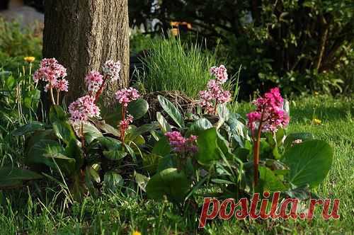 Эффектные цветники для участка в тени — 6 соток