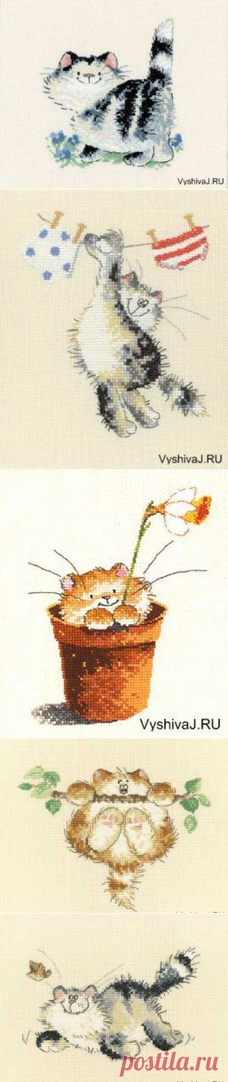 Разные коты