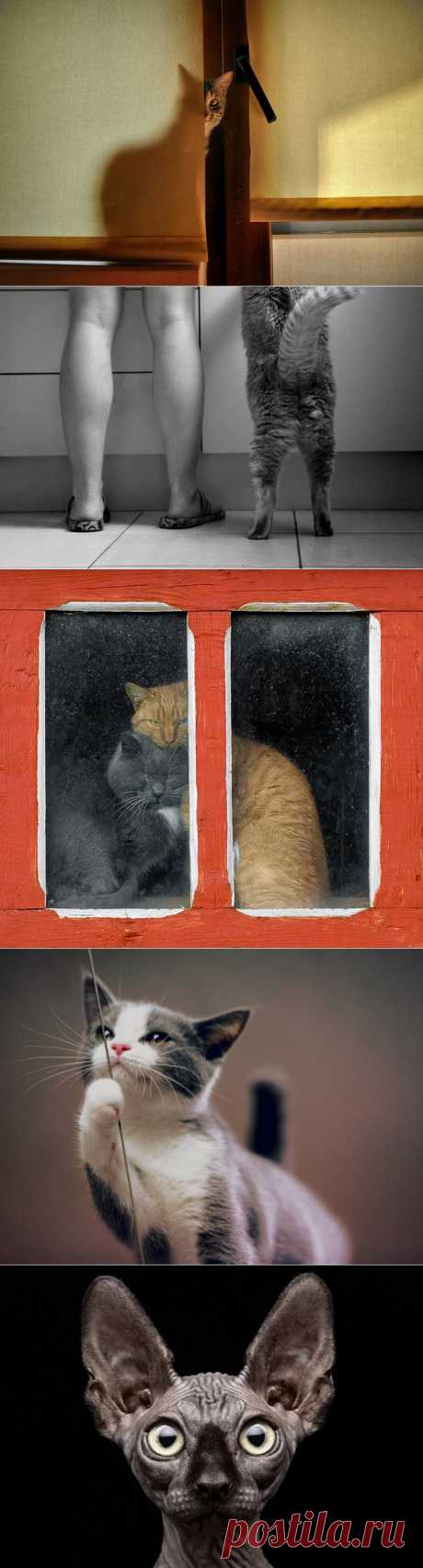 16 лучших котов сезона :  НОВОСТИ В ФОТОГРАФИЯХ