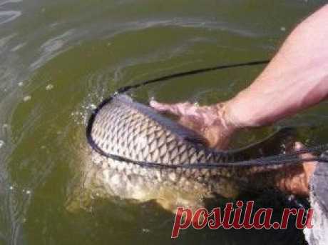 Рыбалка видео: Клев карпа – когда начинается время поклевок