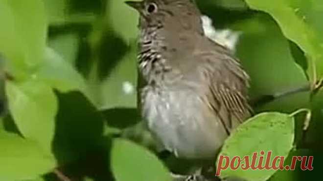 Как же красиво поет соловушка!