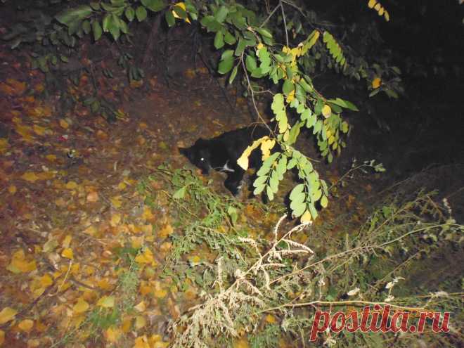 Нелюдимый пёс год прятался от волонтёров, и недавно с ним случилась беда…