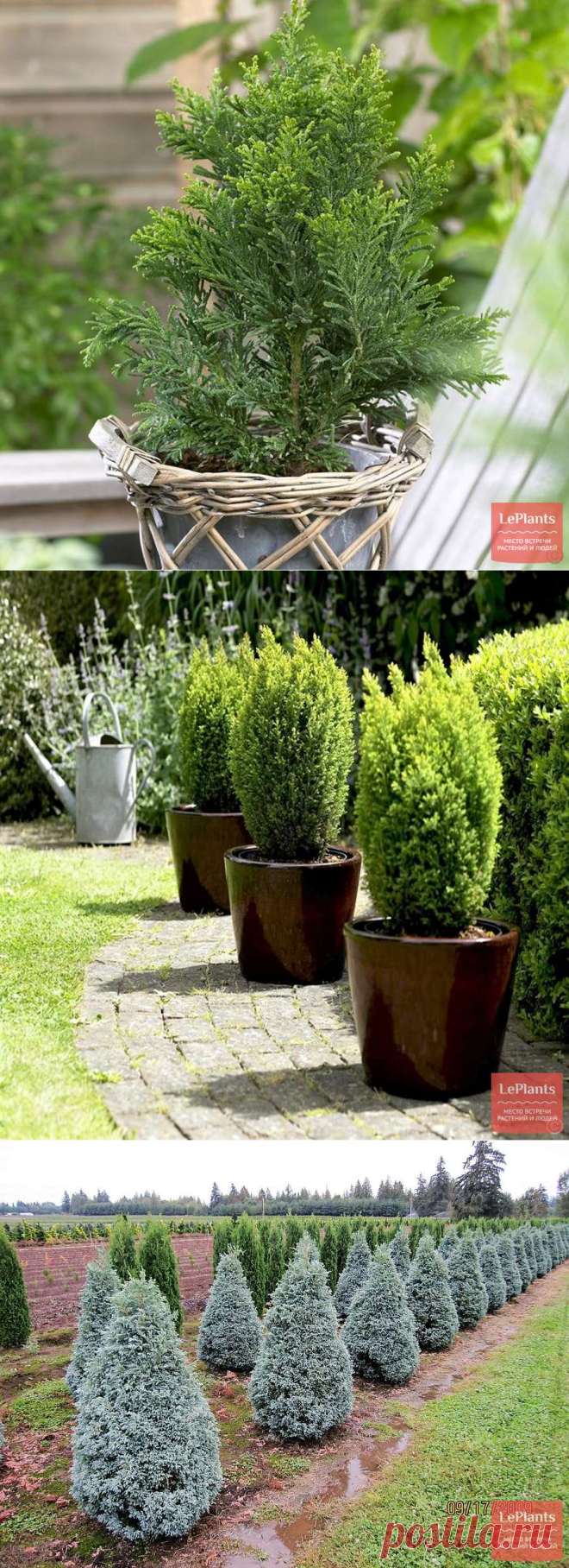 Кипарисовик (Chamaecyparis) — описание, выращивание, фото | на LePlants.ru