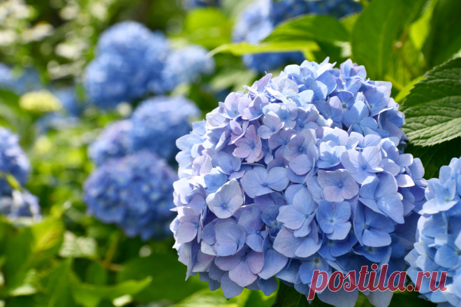 Почему меняется окрас цветка? Фото — Ботаничка