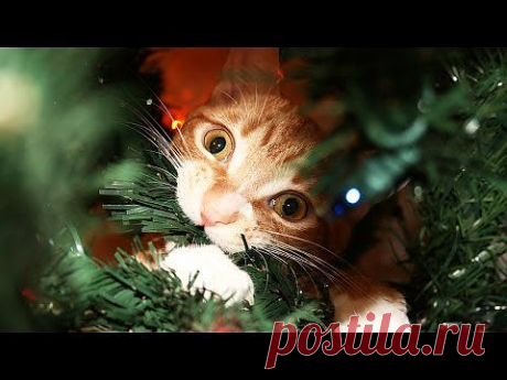 A Cat&amp;#39;s Guide to Christmas! - YouTube