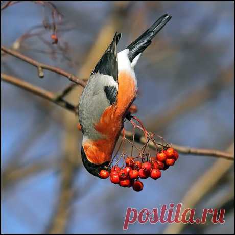 Фотография **