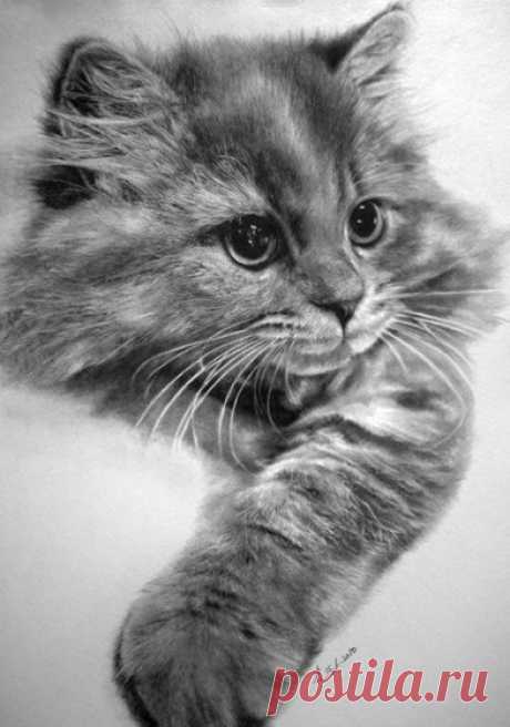 Рисунки котов и кошек простым карандашом художника Пауля Лунга ✏