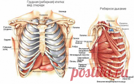 Грудная клетка | ПолонСил.ру - социальная сеть здоровья