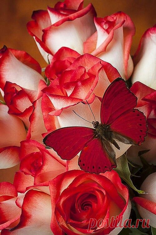Love the colour of the roses <3 | Flowers