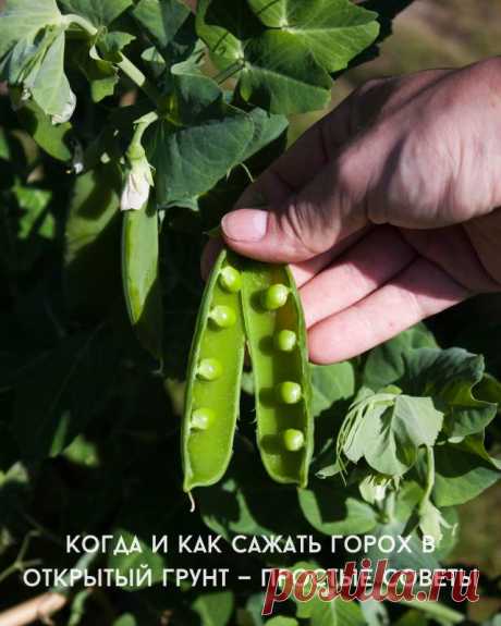 Когда и как сажать горох в открытый грунт — простые советы — Д а ч а