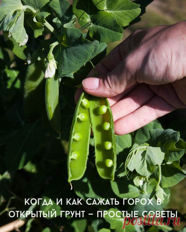 Когда и как сажать горох в открытый грунт — простые советы — Д а ч а