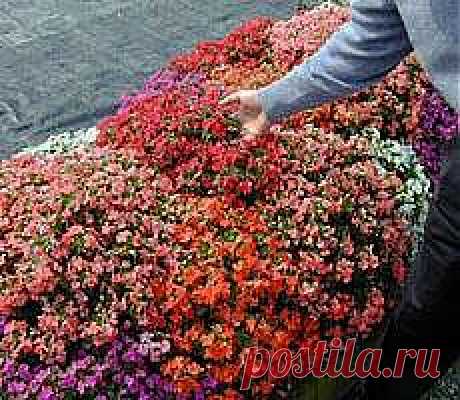 Бальзамины открытого грунта