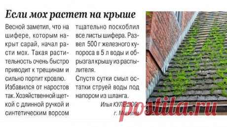 Если мох растет на крыше