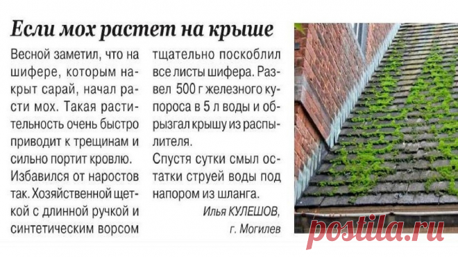 Если мох растет на крыше
