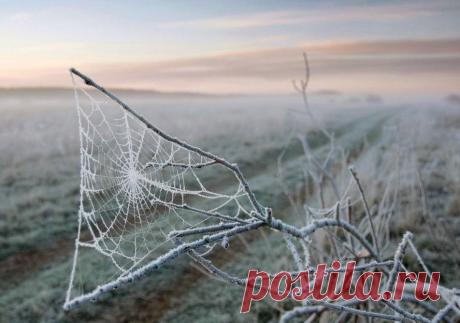 Иней, хрупкая красота... Волшебные фотографии;) - Фотопанорама