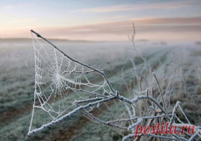 Иней, хрупкая красота... Волшебные фотографии;) - Фотопанорама