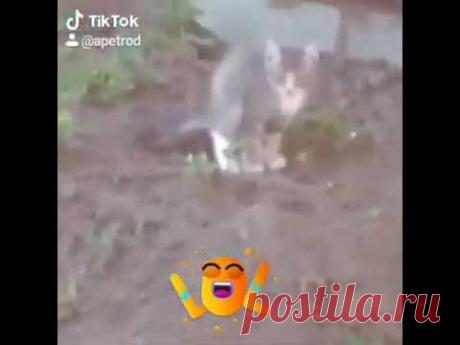 Соседский котейка